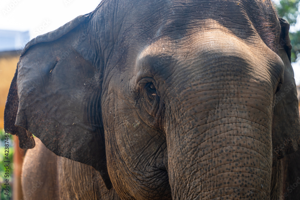 Portrait of asian elephant in Vietnam. Animal and wildlife concept