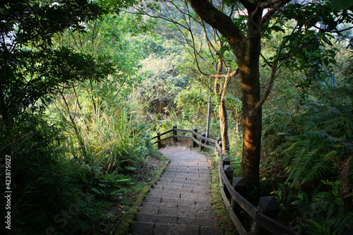 Steep stairway in beautiful Asian forest - Taipei, Taiwan