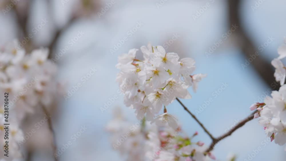 風に揺れる桜の花　2021　4K UHD スローモーション