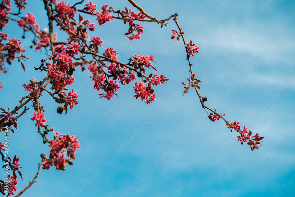 Spring is here. Cherry blossom on blue sky background Spring is here. Cherry blossom on blue sky background