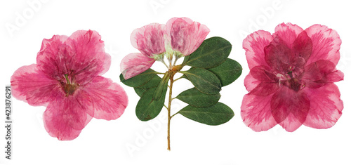 Pressed and dried flowers azalea  isolated on white background. For use in scrapbooking  pressed floristry or herbarium