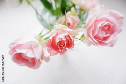 Spring concept. Closed up Pink roses on white background for spring event, mother's day and wedding design. ピンクバラのクローズアップ、春のイベント、母の日、結婚イベント背景