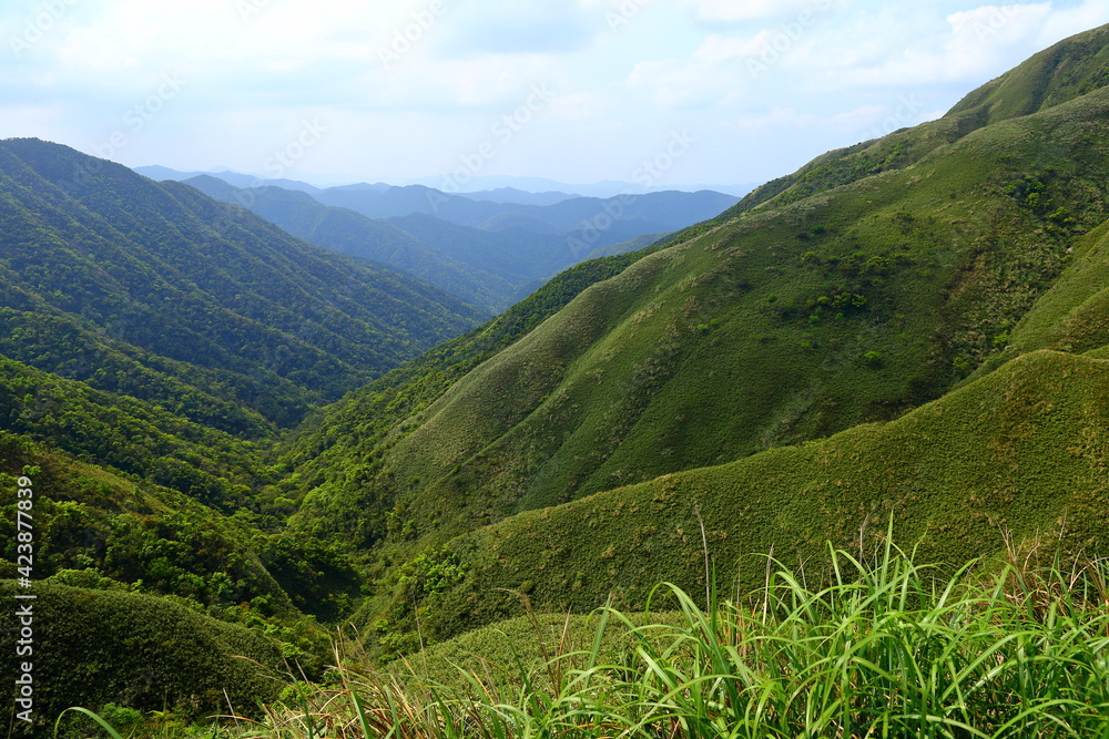 Famous Matcha (Green Tea) Mountain, Shengmu Hiking Trail (Marian Hiking Trail), Jiaoxi, Yilan, Taiwan