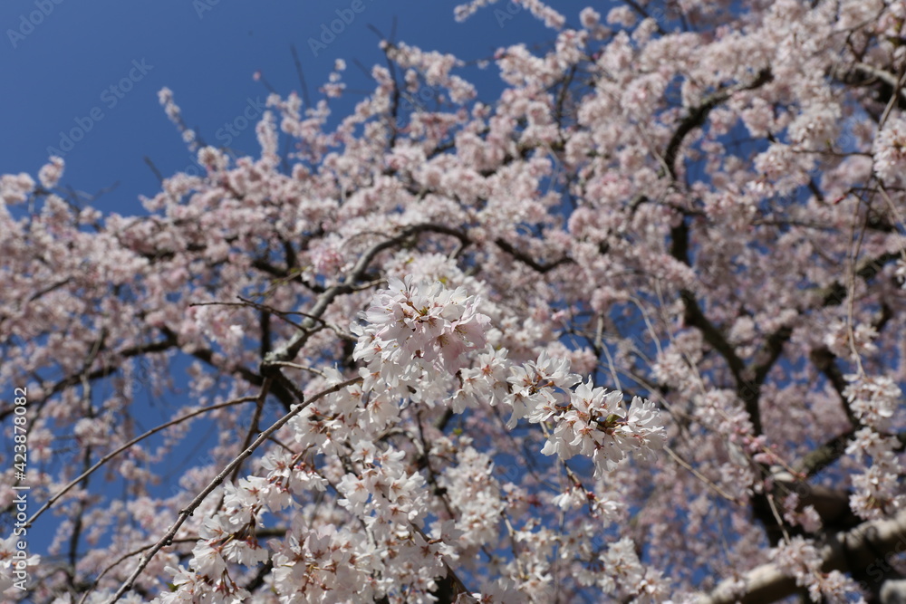 cherry blossom on sky