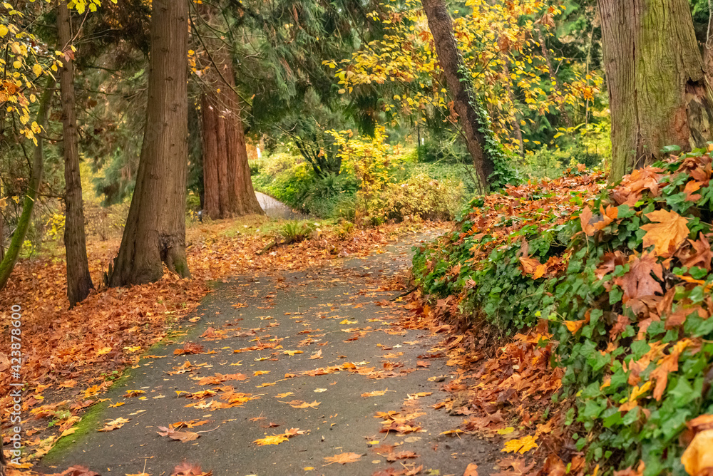 Naklejka premium Paved walking trail through woods and fall foliage
