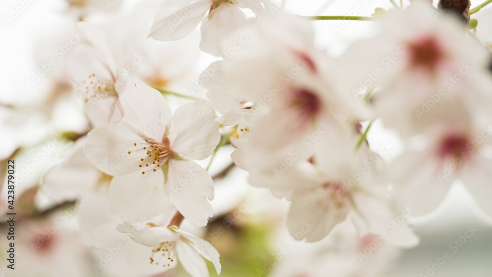 桜アップC_2021 桜アップC_2021