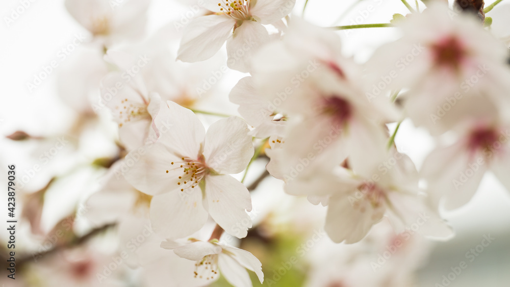 Fototapeta premium 桜アップB_2021