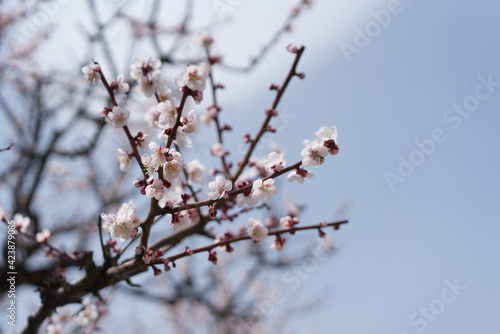 branch of a cherry tree