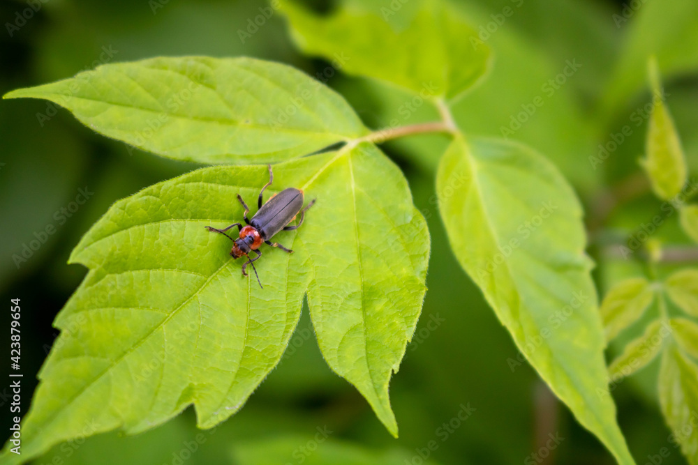 Fireman beetle on a green leaf.Summer day Fireman beetle on a green leaf.Summer day