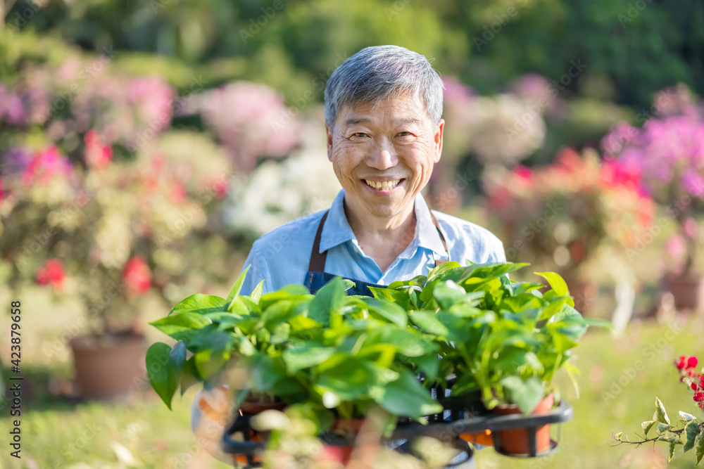 senior man in the garden senior man in the garden
