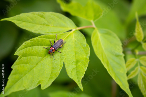 Fireman beetle on a green leaf.Summer day