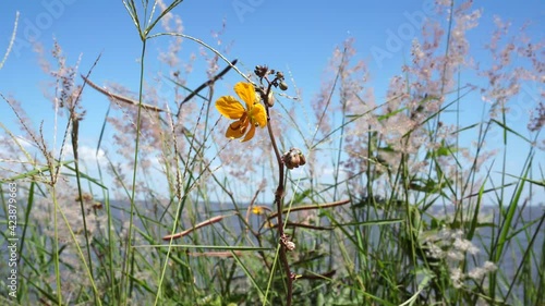 Bee on the wild legume plant with yellow flower surrounded by Melinis minutiflora native to Africa, a perennial herb in its flowering stage on the high bank above the water of the Uruguay River.  photo