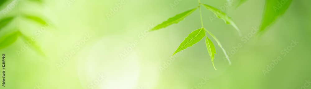 Closeup of beautiful nature view green leaf on blurred greenery background in garden with copy space using as background cover page concept. Closeup of beautiful nature view green leaf on blurred greenery background in garden with copy space using as background cover page concept.
