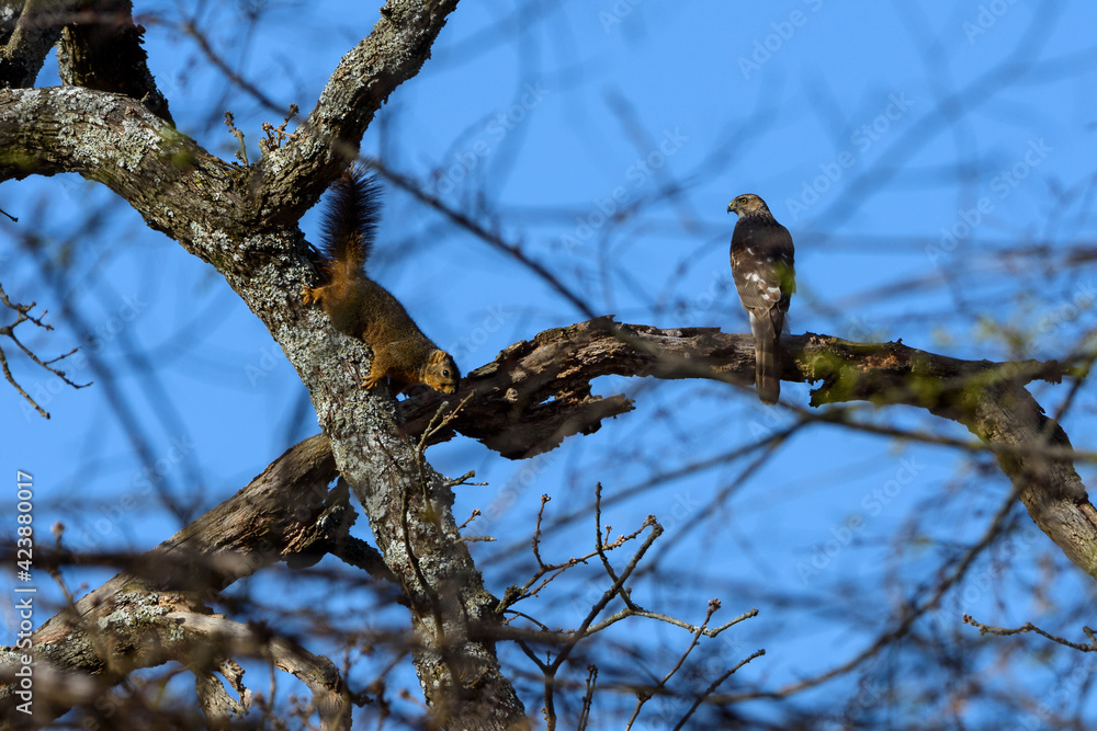 Falcon Perched In Tree With Squirrel-9828 Falcon Perched In Tree With Squirrel-9828