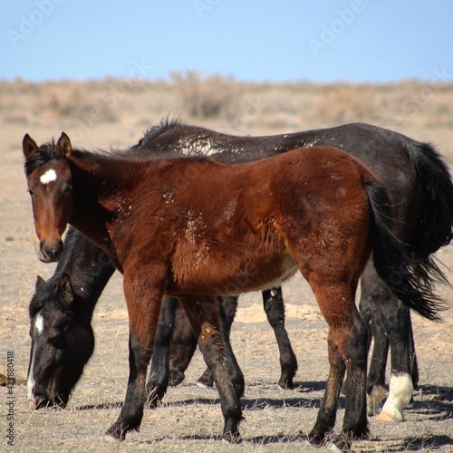 horse and foal