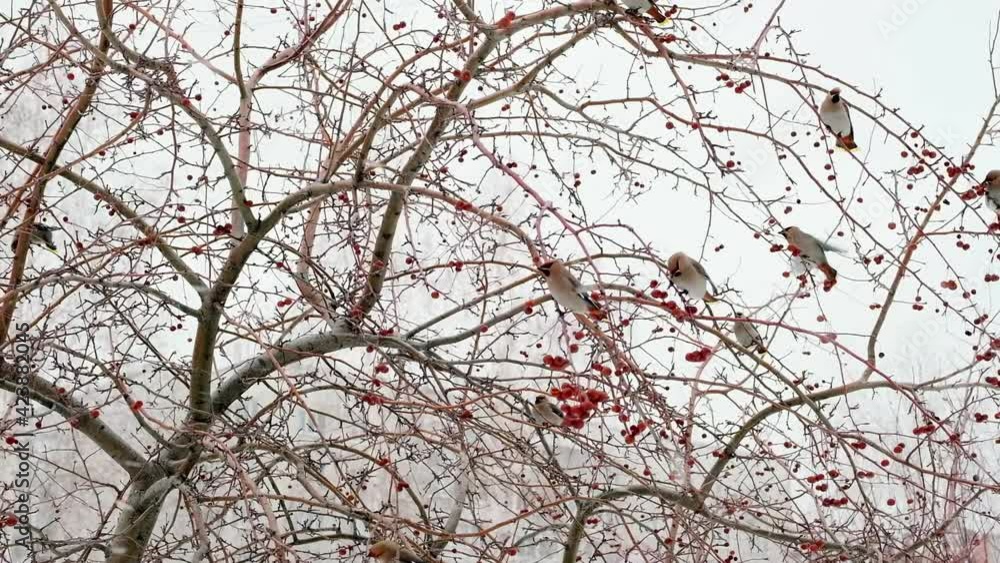 Snow falls in large flakes. Beautiful waxwings birds sit on branches and eat winter berries. Snowfall in city. Slow motion Snow falls in large flakes. Beautiful waxwings birds sit on branches and eat winter berries. Snowfall in city. Slow motion