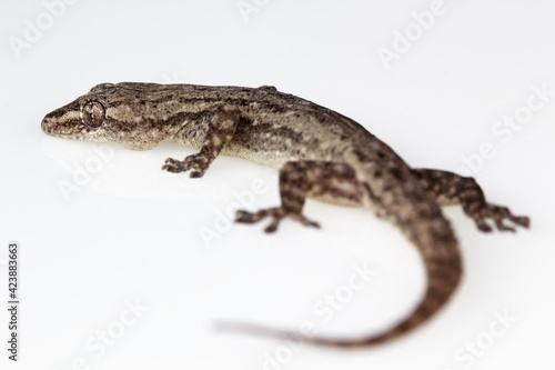 House lizard isolated on white background.