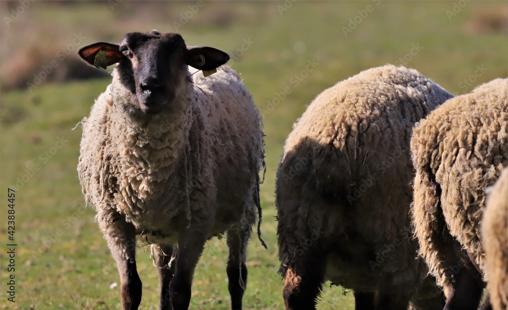 Fototapeta premium moutons