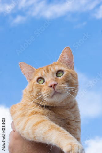 Lindo gato naranja mirando al cielo con fondo de nubes