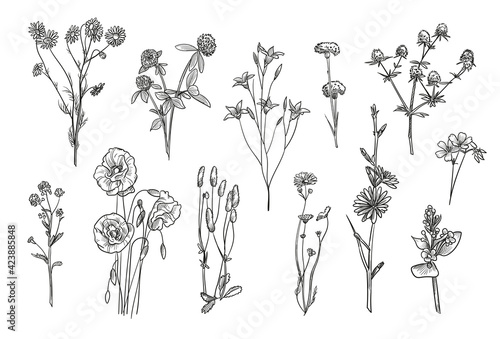 Hand drawn wild flowers isolated vector illustration set. Engraved daisy, poppy, clover and bluebell vintage sketch. Wildflowers and field herbs concept
