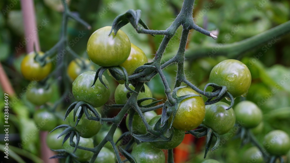 Green unripe cherry tomatoes on the vine close up.