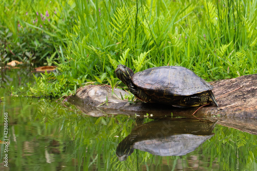 Amazing turtle image with green and golden grass background and perfect reflection in water