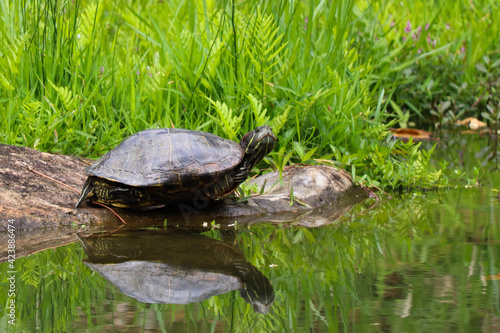 Amazing turtle image with green and golden grass background and perfect reflection in water