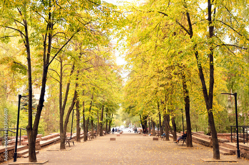 Fototapeta Naklejka Na Ścianę i Meble -  Yellow leaves tree-lined road in Almaty, Kazakhstan
