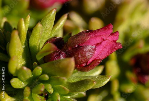 close up of red rose