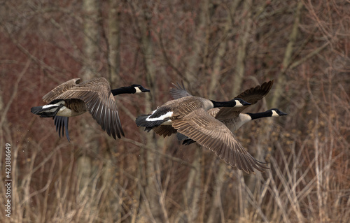 canadian geese in flight © MWPerspective