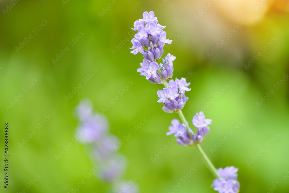 Lavender flower bloom in the lavender fields flower garden background, Close up purple flowers Lavender flower bloom in the lavender fields flower garden background, Close up purple flowers