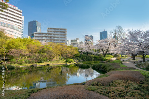 東京都港区にある六本木ヒルズと満開の桜