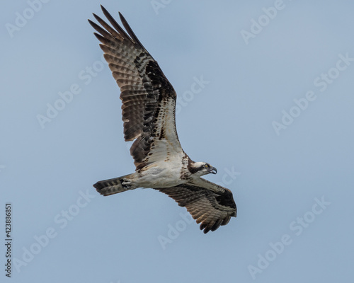 osprey in flight