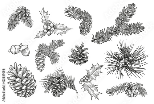 Pine branches isolated hand drawing vector illustration set. Engraved mistletoe, fir or spruce cones and leaves vintage sketch. Plants and Christmas concept