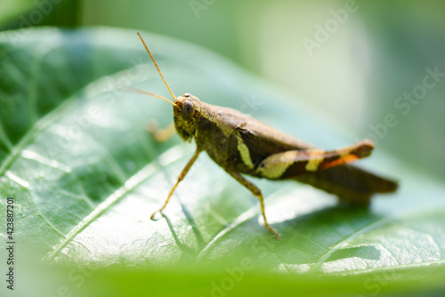Brown grasshopper on green leaf nature background, insect macro grasshopper leaves © Bigc Studio