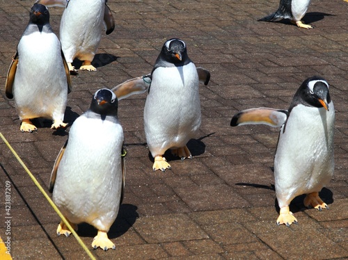 ペンギンのお散歩