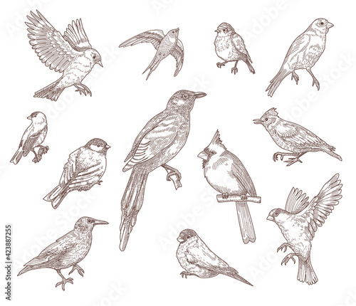 Set of bird species engraved sketches vector illustration. Collection of hand drawn flying cardinal, sparrow, pigeon, eastern bluebird, robin or starling. Nature, wild birds, animal concept