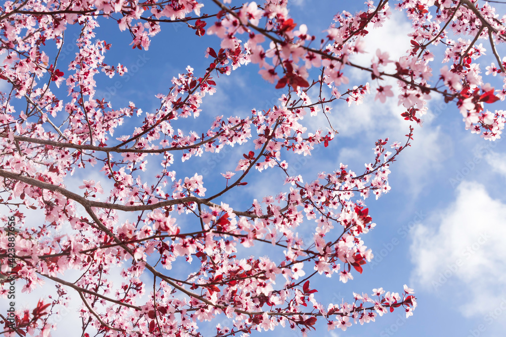 Branches of a blossoming Pissardi plum tree with pink flowers Branches of a blossoming Pissardi plum tree with pink flowers