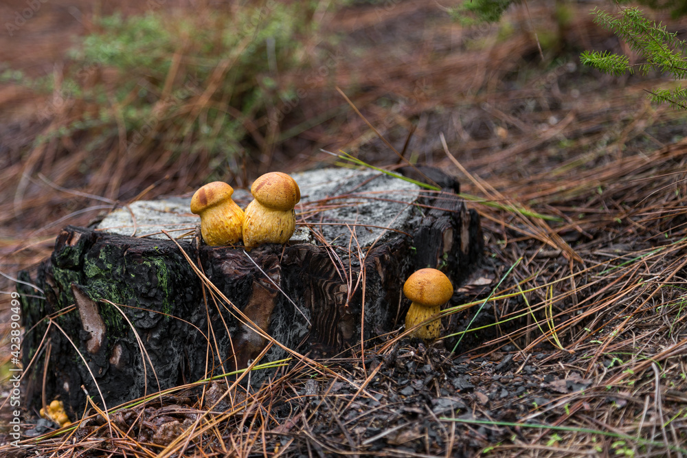 Group of poisonous inedible mushrooms on a stump among dry needles in the forest. Group of poisonous inedible mushrooms on a stump among dry needles in the forest.
