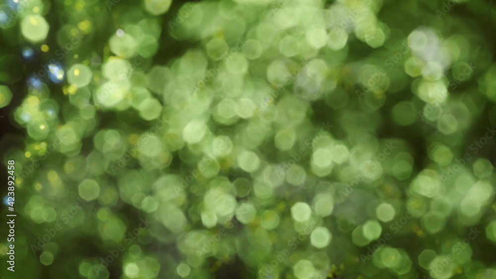 Fototapeta premium abstract green bokeh background