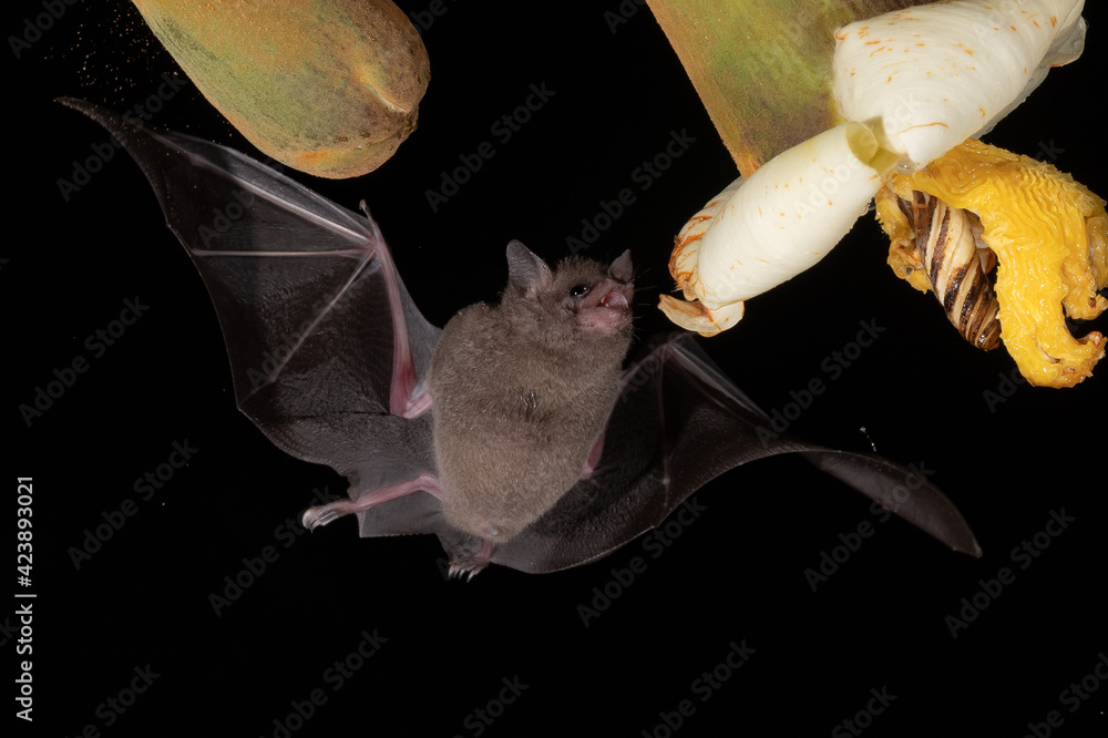 Lonchophylla robusta, Orange nectar bat The bat is hovering and drinking the nectar from the beautiful flower in the rain forest, night picture, Costa Rica - obrazy, fototapety, plakaty 