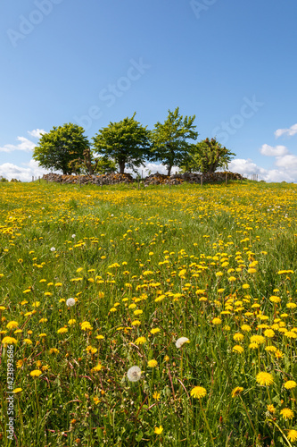 Flowering dandelions on a meadow with a grove of trees