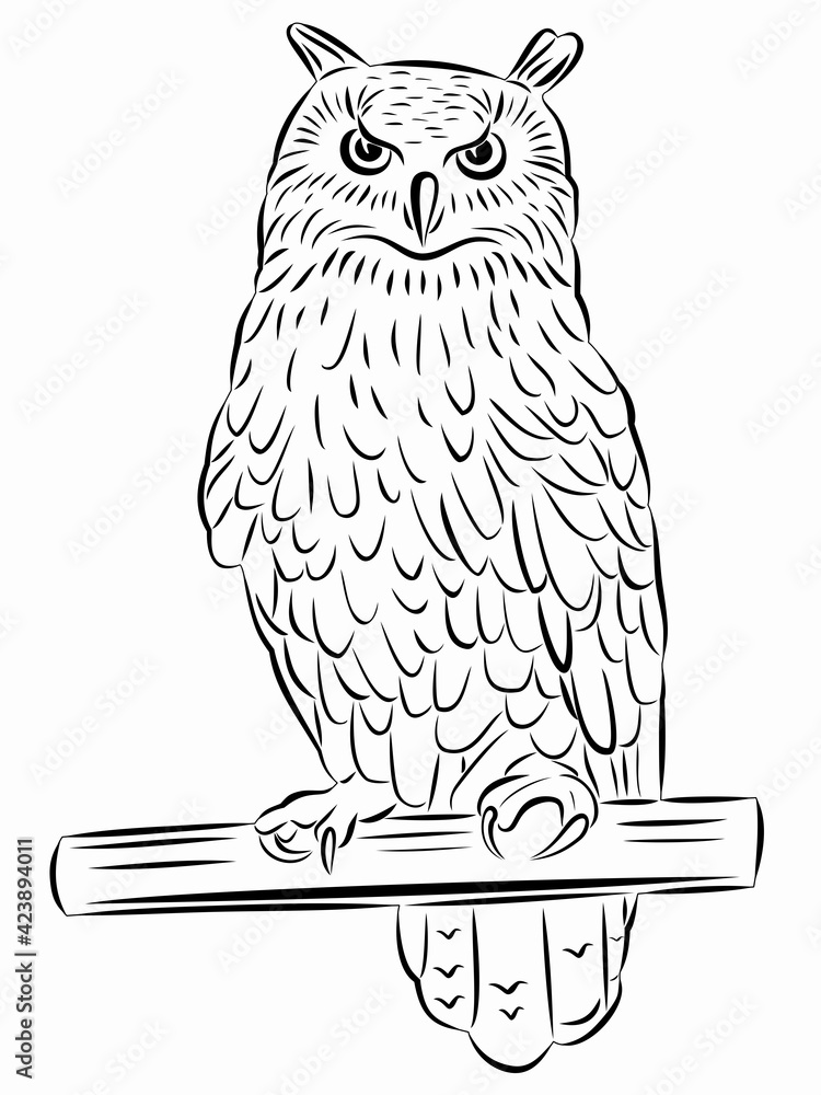 Fototapeta premium illustration of a owl, vector drawing