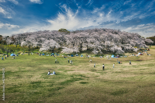 根岸森林公園に咲く満開の桜