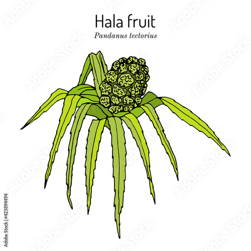 Hala fruit, Pandanus tectorius, edible and medicinal plant