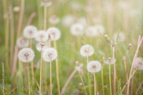 White fluffy dandelions on the meadow. Natural spring background