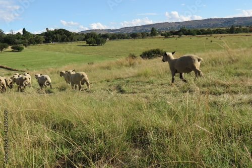 A beautiful photo of a herd of sheep walking in a line through grass fields surrounded by green pasture landscapes under a blue sky with scattered white puffy clouds, on a farm in South Africa