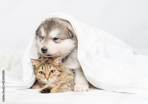 Fluffy puppy lies at home under a blanket