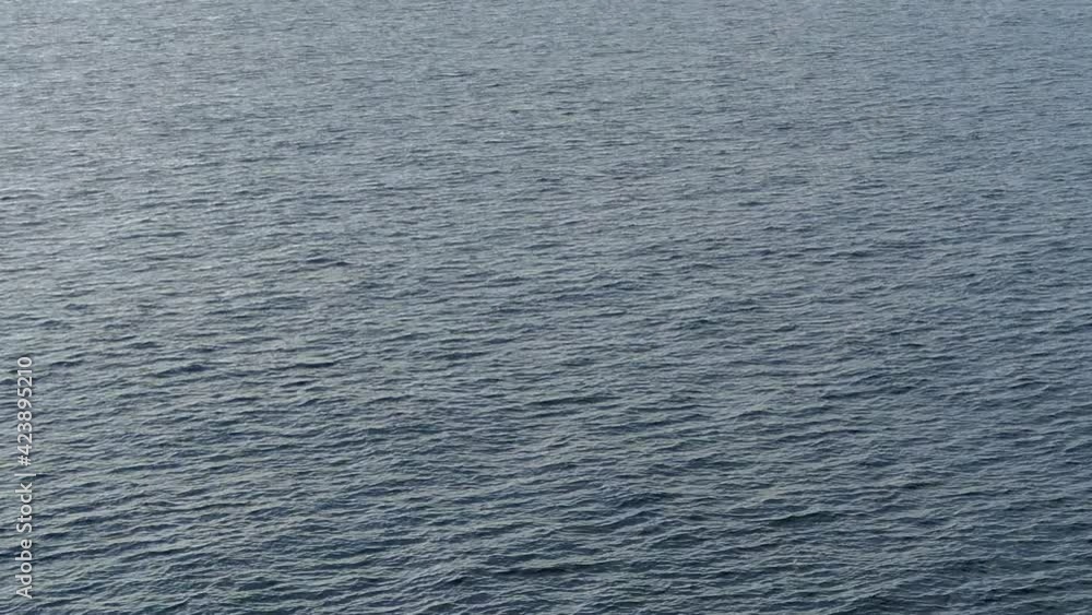 Dolphin swims on the sea surface in natural habitat Dolphin swims on the sea surface in natural habitat