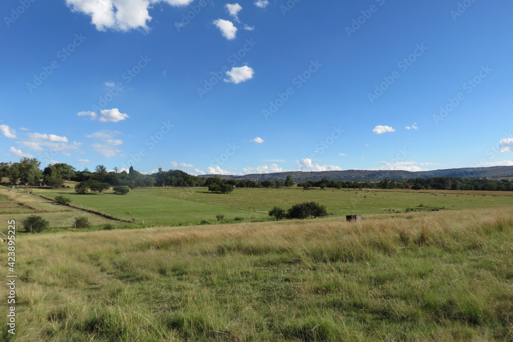 A beautiful fresh colorful photograph of a sheep farm in South Africa with lush green pasture landscapes, short cut grass walkways, under a blue sky with scattered small puffy white clouds